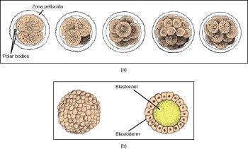 13.2 Development and Organogenesis – Concepts of Biology-1st Canadian ...