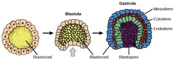 13.2 Development and Organogenesis – Concepts of Biology-1st Canadian ...