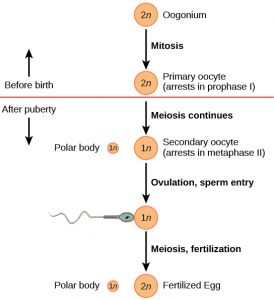 13.3 Human Reproduction – Concepts of Biology-1st Canadian Edition