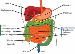 15.1 Digestive Systems – Concepts of Biology-1st Canadian Edition