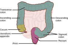 15.1 Digestive Systems – Concepts of Biology-1st Canadian Edition