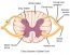 16.4 The Peripheral Nervous System – Concepts of Biology-1st Canadian ...