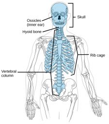 19.1 Types of Skeletal Systems – Concepts of Biology-1st Canadian Edition