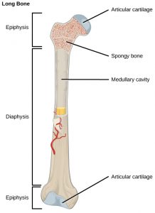 19.2 Bone – Concepts of Biology-1st Canadian Edition