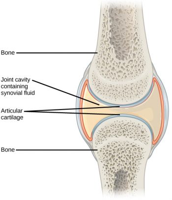 19.3 Joints and Skeletal Movement – Concepts of Biology-1st Canadian ...