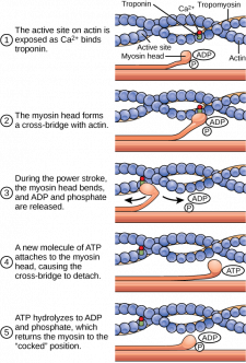 19.4 Muscle Contraction and Locomotion – Concepts of Biology-1st ...