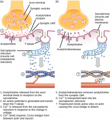 19.4 Muscle Contraction and Locomotion – Concepts of Biology-1st ...