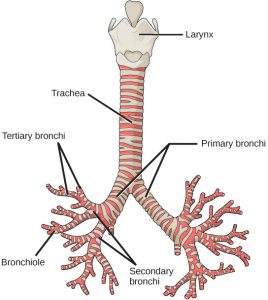 11.3 Circulatory and Respiratory Systems – Concepts of Biology-1st ...