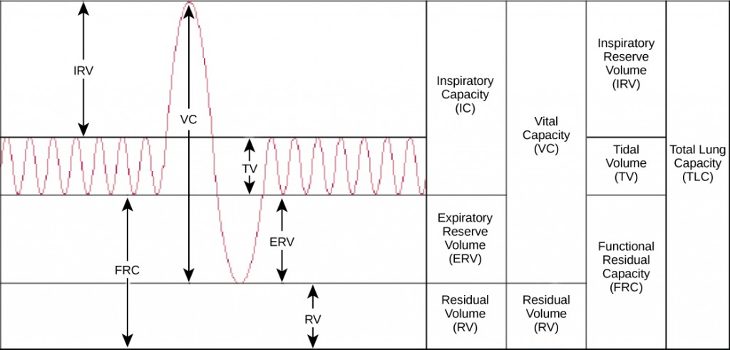 Figure 20.12.  Human lung volumes and capacities are shown. The total lung capacity of the adult male is six liters. Tidal volume is the volume of air inhaled in a single, normal breath. Inspiratory capacity is the amount of air taken in during a deep breath, and residual volume is the amount of air left in the lungs after forceful respiration.
