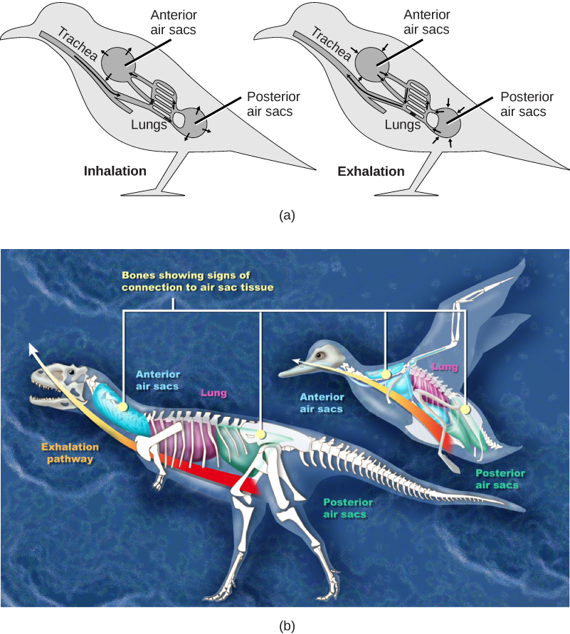 Figure 20.14.  (a) Birds have a flow-through respiratory system in which air flows unidirectionally from the posterior sacs into the lungs, then into the anterior air sacs. The air sacs connect to openings in hollow bones. (b) Dinosaurs, from which birds descended, have similar hollow bones and are believed to have had a similar respiratory system. (credit b: modification of work by Zina Deretsky, National Science Foundation)