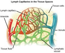 21.4. Blood Flow and Blood Pressure Regulation – Concepts of Biology ...