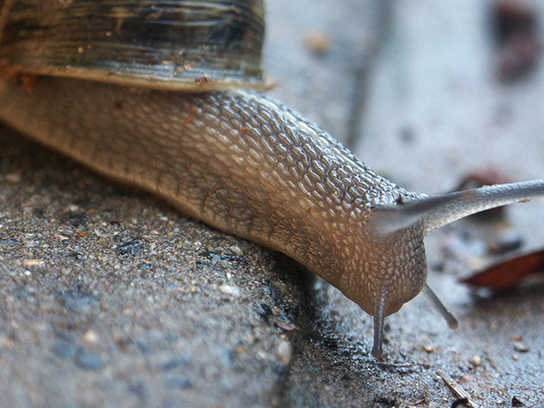 Figure 24.5. A slug.