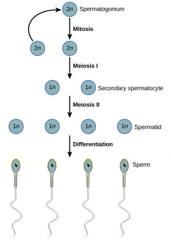 24.3. Human Reproductive Anatomy and Gametogenesis – Concepts of ...