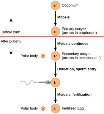 24.3. Human Reproductive Anatomy And Gametogenesis – Concepts Of 