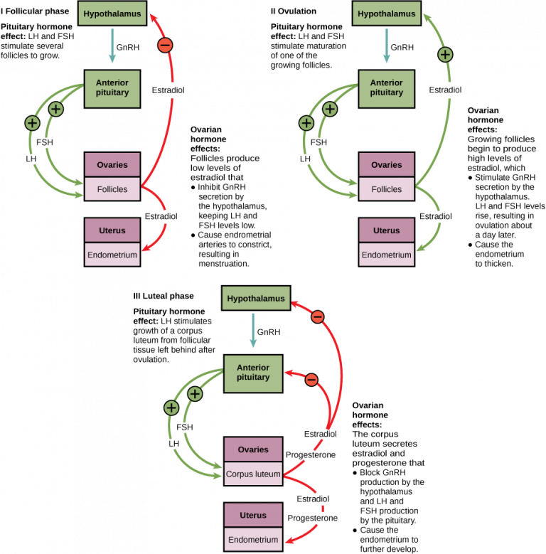 24.4. Hormonal Control of Human Reproduction – Concepts of Biology-1st