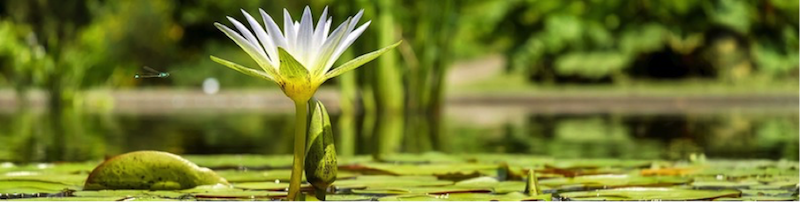photo of a water lily on a pond