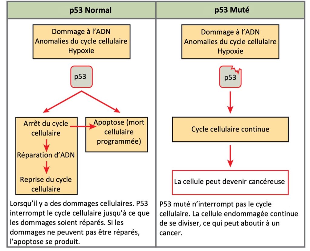 Le Cancer Et Le Cycle Cellulaire Introduction La Biologie