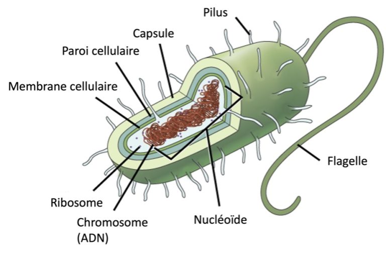 4.2 Cellules procaryotes – Introduction à la biologie cellulaire et ...