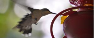 Figure 6.1 Un colibri a besoin de l’énergie pour maintenir des longues périodes de vol. L’oiseau obtient son énergie en consommant de la nourriture et transformant les nutriments en énergie à travers une série de réaction biochimiques. Les muscles de vol des oiseaux sont extrêmement efficaces en production d’énergie. (crédit : modification du travail par Cory Zanker)