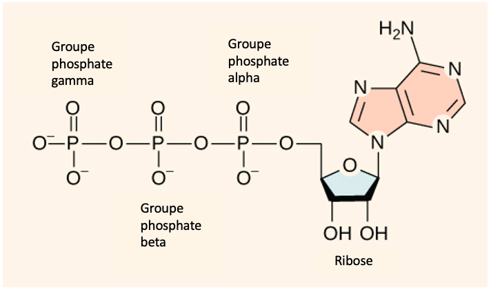 6 4 ATP Adénosine Triphosphate Introduction à la biologie cellulaire et moléculaire