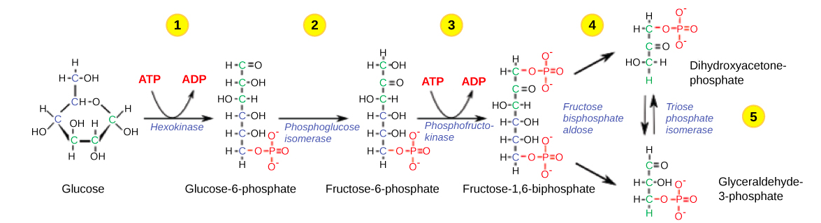 Фруктоза атф. Дигидроксиацетон фосфат. Glucose ATP. Фосфатфруктощаизомераза. Альдолаза гликолиз.