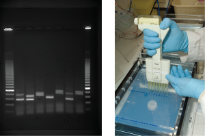 Électrophorèse sur gel