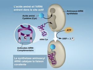 Chargement de l'ARNt