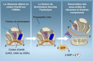 Terminaison de la traduction