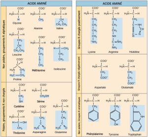 Liste d'acides aminés