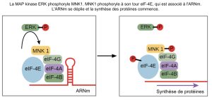 Activation de la traduction par la voie des MAPK