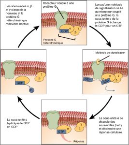 Cycle d'activation de la protéine G