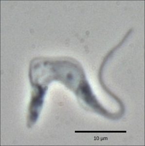 Trypsanoma brucei