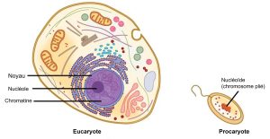 Eucaryotes vs Procaryotes