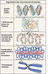 Chromosome eucaryote