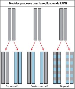 Modèles de Réplication d'ADN