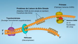 Réplication d'ADN