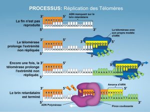 Réplication des télomères