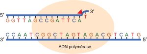 ADN Polymérase