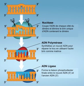 Excision des nucléotides