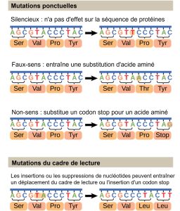 Mutations du cadre de lecture