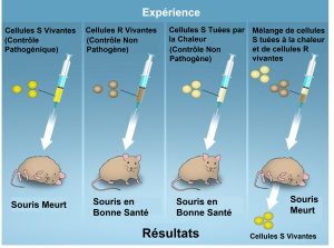 Souches et souris