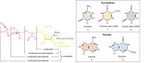 Les nucléotides