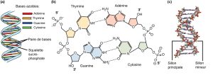 Structure de l'ADN