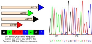 Séquençage de l'ADN