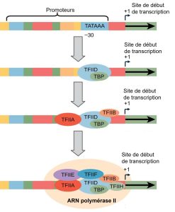 Anatomie typique d'un promoteur