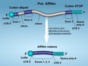 Maturation du pré-ARNm eucaryote