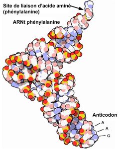 ARNt avec anticodon