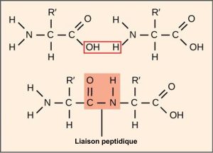 Liaison peptidique