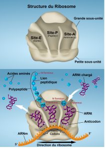 Fonction du ribosome