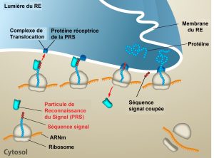 Sécrétion des protéines